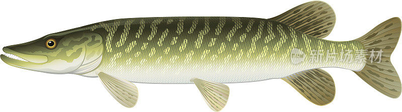 北梭鱼(Esox Lucius)淡水鱼。